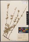 Foto von Salix wilhelmsiana M. Bieb.